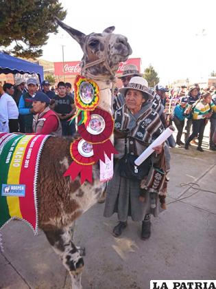 Uno de los mejores ejemplares que representará a Oruro en la feria nacional /ALDO