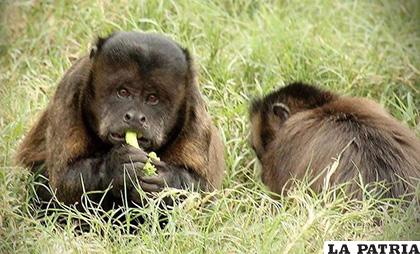 Son 15 especies de primates las que están en riesgo /Difusión - Grupo EC