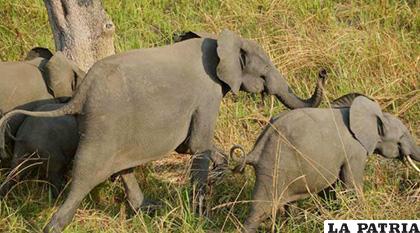 Buscan frenar que los elefantes sean traficados por zoológicos y otros lugares no aptos para estos animales /AFP
