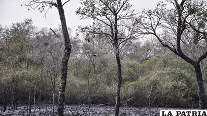 Los daños, producto del incendio en la zona del Pantanal, alcanzan a 37.000 hectáreas de bosques quemadas /EFE