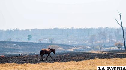 El sufrimiento del ganado en la Chiquitanía, por los incendios /ANF