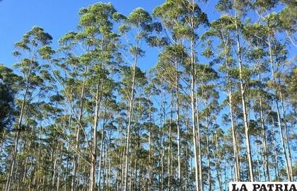 Los bosques perdidos por el incendio, serían reemplazados por eucalipto transgénico /internet