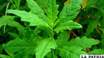 El paico tiene poderes medicinales /INFOAGRO