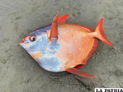 Las especies de pez luna comparten la característica común de tener escamas resplandecientes /NATGEO
