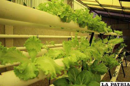 Cultivos de lechuga en el Centro de Hidroponía /LA PATRIA