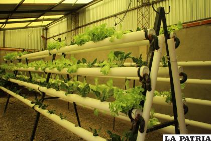 Huerto arroja buenos resultados en el cultivo de hortalizas /LA PATRIA