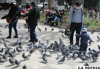 Palomas invaden las plazas de la ciudad /LA PATRIA