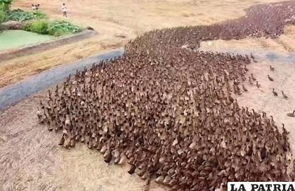 Los patos son sabios por naturaleza /EL TIERRERO