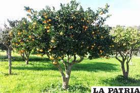 El naranjo es un árbol muy delicado /CURIOSFERA 