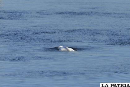 Una beluga nada en una zona embalsada /AP Foto /Aurelien Morissard