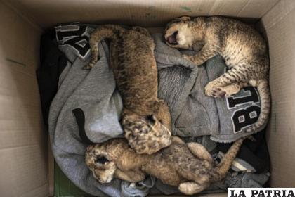 Tres cachorros de león recién nacidos permanecen en una caja de cartón en el zoológico de Nama
 /AP Foto/Fatima Shbair