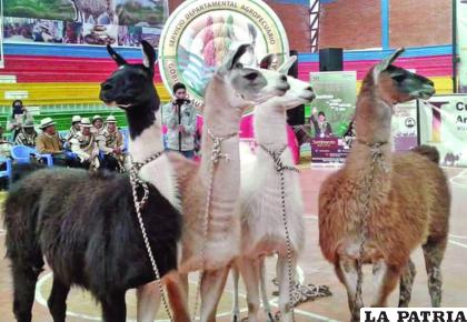 Quieren llevar hasta Santa Cruz los mejores ejemplares camélidos de Oruro /LA PATRIA