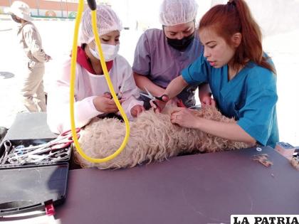 Varios animalitos tuvieron atención estética /GAMO
