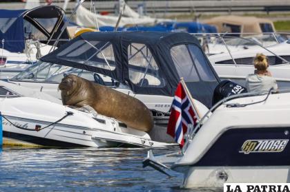 Freya, la morsa, en un bote el lunes 18 de julio de 2022 en Frognerkilen, en Oslo, Noruega /Tor Erik Schroder/NTB Scanpix via AP