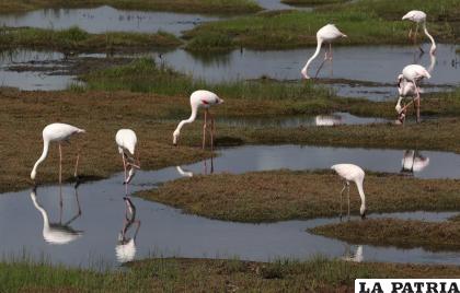 Flamencos se alimentan en el estuario del río Berg en Velddrif, Sudáfrica, el 14 de septiembre del 2020 /AP