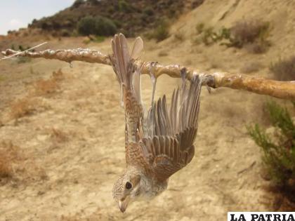  Algunas aves son afectadas por la mano del hombre /EL PAÍS