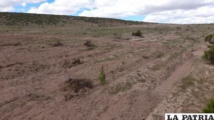 Por lo general los conflictos se activan en época de roturación de tierras, siembra y cosecha /LA PATRIA-ARCHIVO