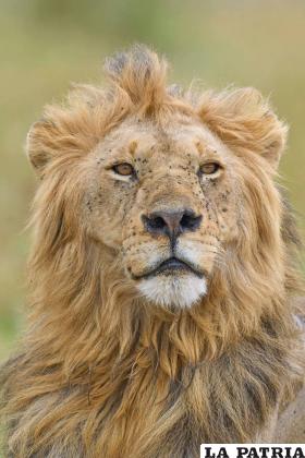 Las cabezas de leones se someten a un proceso de taxidermia para posteriormente ser exhibidas como trofeos /Antonio Liébana