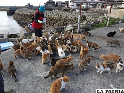 Tashirojima, la Isla del Gato /RR.SS.
