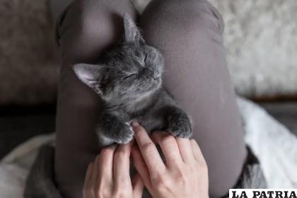 El ronroneo tiene un efecto sanador natural para los gatos /Internet