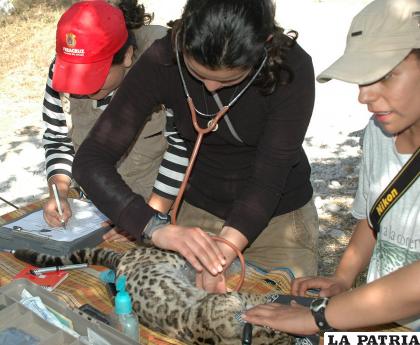 Biólogos atendiendo un margay en la Biósfera El Cielo, en México 
/Predator Conservation