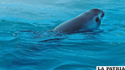 La CBI alertó sobre la inminente extinción de la vaquita marina /Internet 
