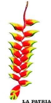 FLOR DE PATUJ?
Flor originaria de los llanos de Bolivia, cuyo nombre científico es Heliconia Rostrata, que crece en una planta semejante a un pequeño bananero y cuya inflorescencia se presenta en largos pétalos con los tres colores de la bandera boliviana. Fue declarada Flor Nacional el 27 de abril de 1990.
