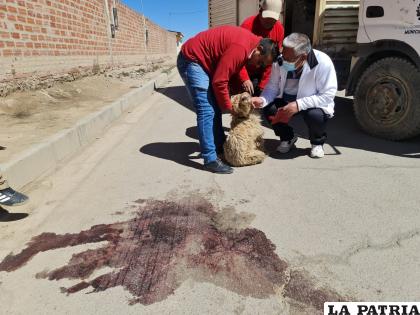 Autoridades de Zoonosis en el lugar del hecho / LA PATRIA