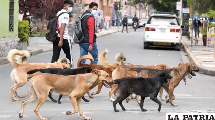 Los perros callejeros son un problema en Oruro y Bolivia /LA PATRIA
