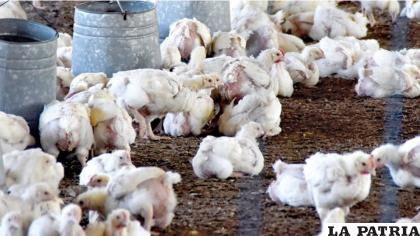 Pollos en un galpón de una granja en Cochabamba 
/Opinión