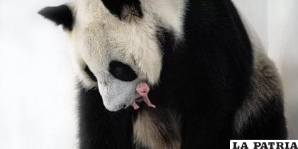 Un cachorro de oso panda, extremadamente difícil de reproducir en cautiverio, se convirtió en el primer animal de esta especie en nacer en el Zoológico de Moscú 
/EFE - Alcaldía de Moscú