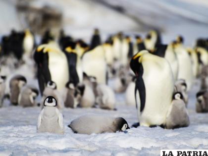 Grupo de polluelos de pingüino emperador en la Antártida. 
/ Peter Fretwell -British Antarctic Survey (BAS)