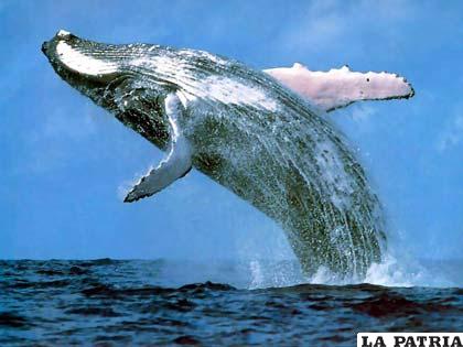 Denuncian que las ballenas jorobadas están en peligro en un parque del Brasil