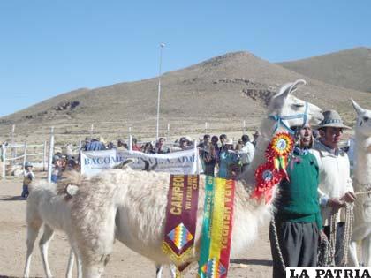 Oruro participa con los mejores ejemplares en la feria Nacional de Camélidos