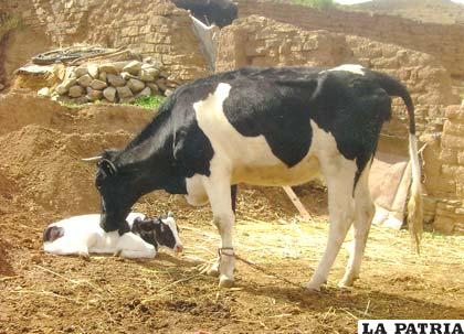 Gracias a la Fundación Sartawi los pobladores de Callumalliri aumentaron su producción lechera
