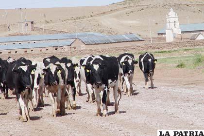 Crianza de ganado 
Los pobladores se dedican a la crianza del ganado ovino, para la venta, el trueque y consumo doméstico, por otro lado también se registra la crianza de porcinos en cantidades apreciables, ganado vacuno mejorado y camélido en menor proporción.
En esta parte de la zona la crianza de ganado vacuno es dificultosa por el mismo clima y la alimentación, para lograr una óptima producción.