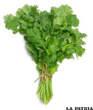 El cilantro tiene buenas propiedades curativas