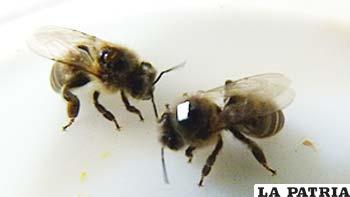 Los microchips (rectángulo brillante en la foto) miden 2x1,6 mms. Para pegarlos al tórax, las abejas deben ser adormecidas. Foto: gentileza Apinevada