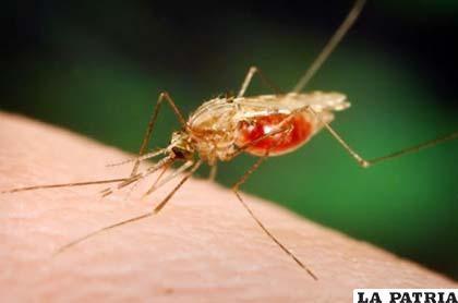 Vector que transmite la malaria