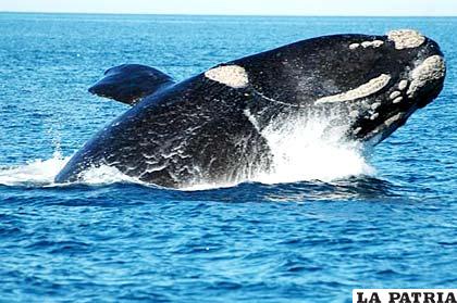 Desde las gigantes ballenas hasta seres microscópicos viven en nuestro planeta