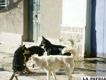 Centro de Zoonosis es urgente para la captura de canes vagabundos