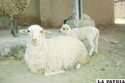 La ganadería ovina caracteriza al municipio de El Choro