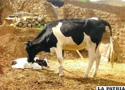 La ganadería bovina es el potencial productivo de Challapata 
