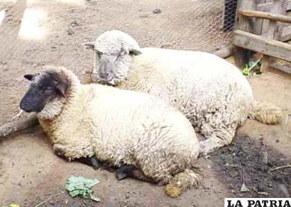 La crianza de ganado ovino, es una de las principales actividades de la provincia