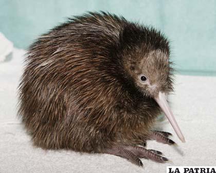 El kiwi no parece pero es un ave que vive en Nueva Zelanda