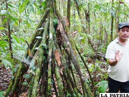 El árbol que camina se reproduce en las zonas tropicales de Bolivia