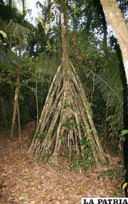Centenares de raíces sostienen el tronco