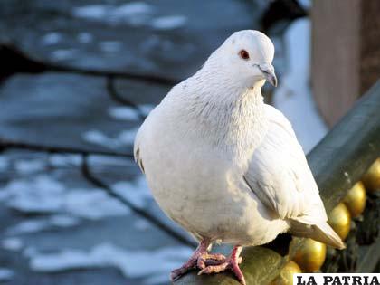 La paloma, el símbolo de la paz