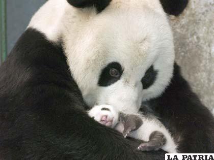 Osos panda en libertad en su hábitat natural /elpais.cr