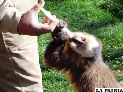 “Amelio”, el nuevo habitante del Zoológico Andino Municipal de Oruro